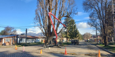 Mantenimiento y poda del Álamo Histórico.