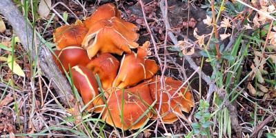 MICOTURISMO: UNA NUEVA OFERTA TURÍSTICA QUE OFRECE SIERRA COLORADA