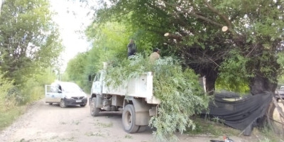 Municipalidad de Trevelin desarrolla tarea de podas de árboles en Aldea Escolar.