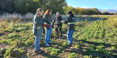 Producción: Toma de muestras por campos de productores locales.