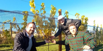 "Valle del Guardían" realizó su primera vendimia