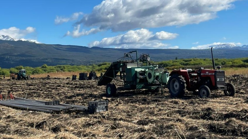 Trevelin proyecta una nueva temporada de tulipanes tras una exitosa cosecha de bulbos.