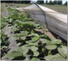 Agricultura Limpia