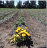 Agricultura Limpia