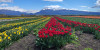 Ingram, presente en la apertura del Campo de Tulipanes a los Turistas.